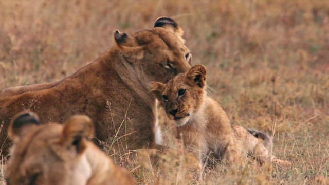 Lions Resting and Bonding in Grassland