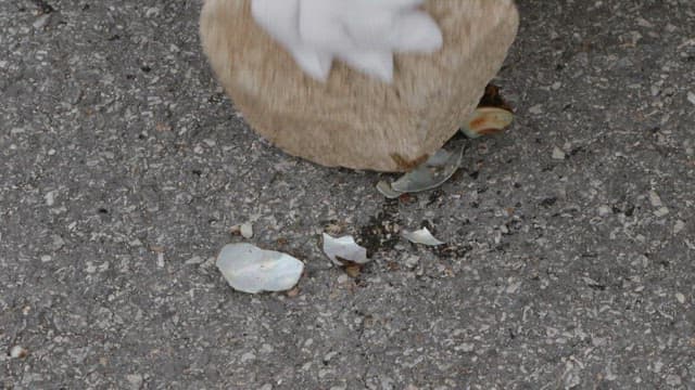 Cracking a conches with a stone in hand