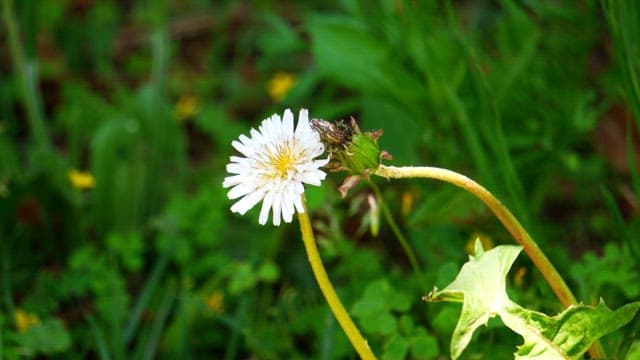 Dandelion in the green grass