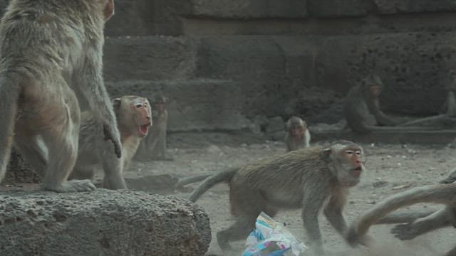 Monkeys Moving in Groups on the Ground