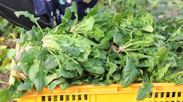 Freshly harvested spinach in a basket