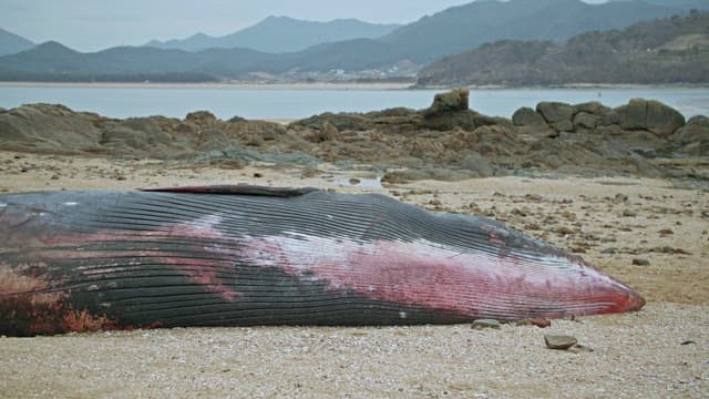 Whale stranded on a sandy beach