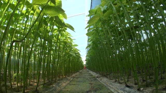 Fresh perilla leaves thriving in a greenhouse