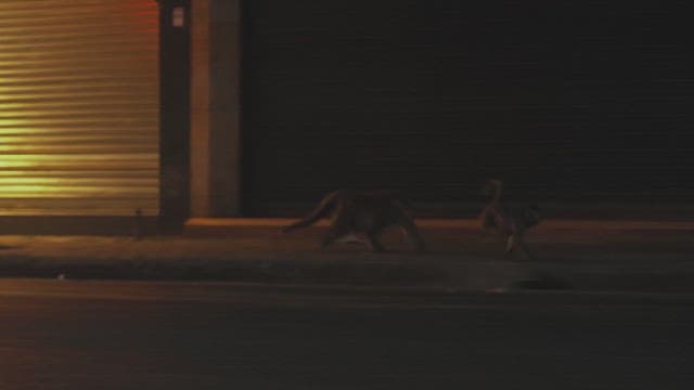 Monkeys Walking on the Street at Night