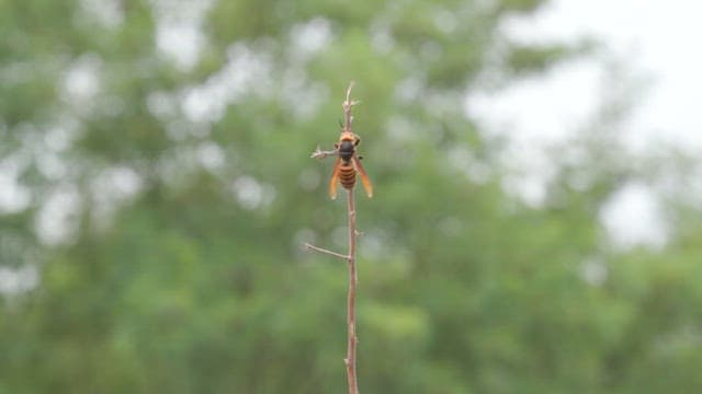 Wasp climbing a tree branch