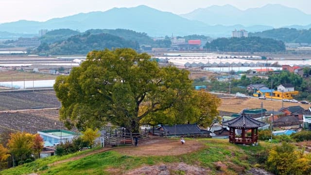 Large tree and pavilion in a rural area
