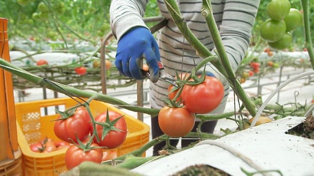 Harvesting Ripe Tomatoes in a Greenhouse