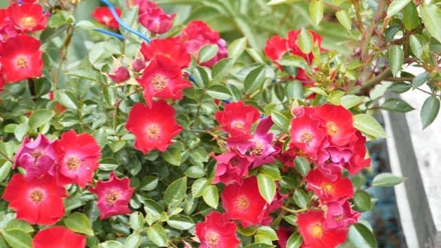 Bright red flowers in a garden setting