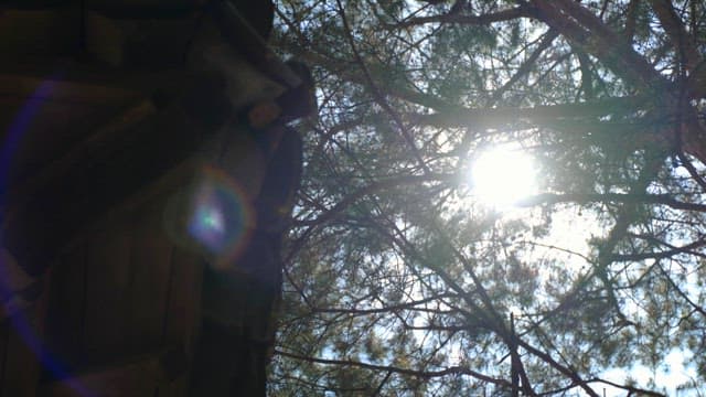 Sunlight Filtering Through Pine Trees in a Tranquil Forest