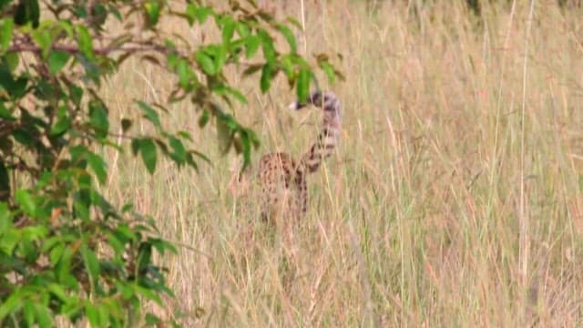 Cheetah Cub Navigating Through Tall Grass