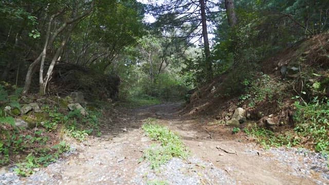 Tranquil Trail through a Lush Green Forest