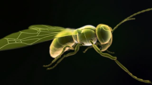 Computer graphic images schematizing black wasps