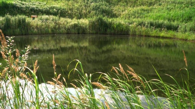 Tranquil pond surrounded by lush greenery