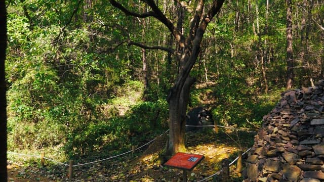 Tranquil forest with informative signboards and protective fences in the daytime