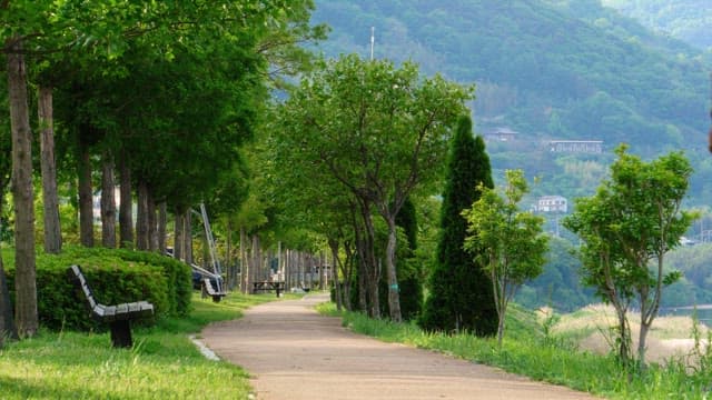 Person riding a bicycle down a serene, tree-lined path on a sunny day
