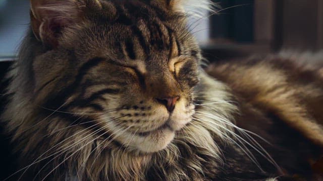 Relaxed cat sleeping indoors in a cozy setting