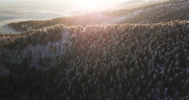 Forest landscape with sunlight