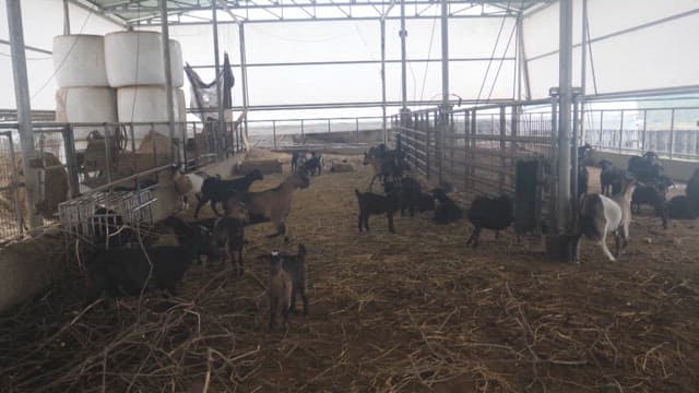 Goats in a barn on a farm with hay on the floor