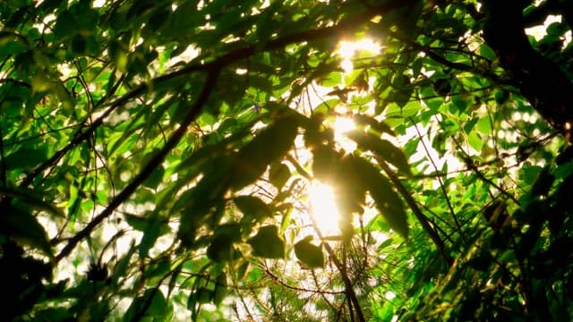 Sunlight filtering through leaves in the forest