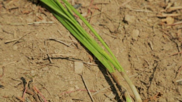 Harvested green chives on dry soil