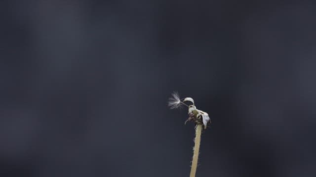 Last seed attached to a dandelion stem falls