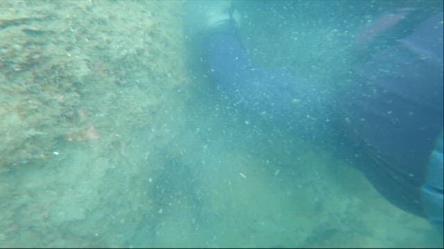 Diver harvesting sea urchins from the ocean