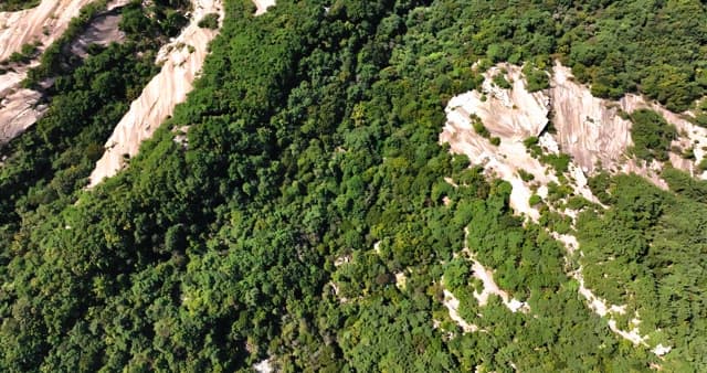 Dense forest and nearby urban area