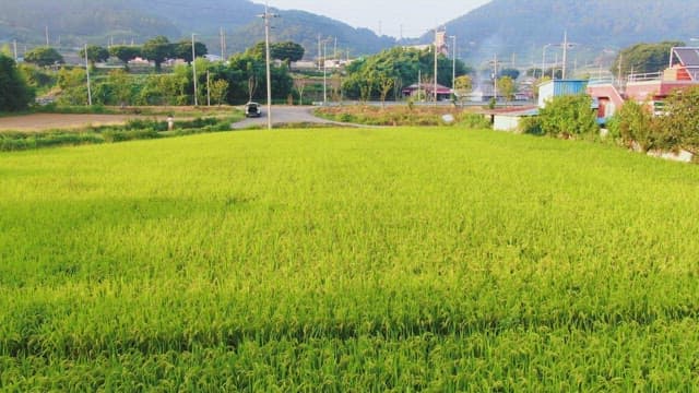 Lush green rice field with a village