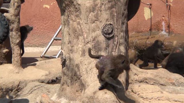 Baboons Living in a Zoo
