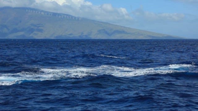 Humpback Whale Breaching in Open Sea