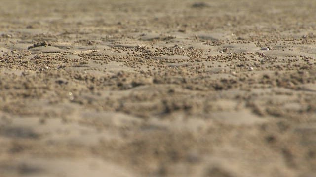 Small Crabs Roaming on Ecosystem of Tidal Flat