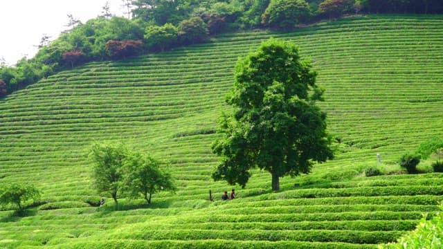 Vast, lush green tea field spread out on a slope