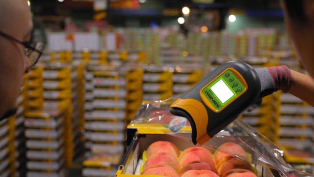 Examining peach with a sugar tester
