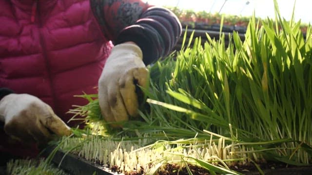 Hands harvesting green barley sprouts in a greenhouse