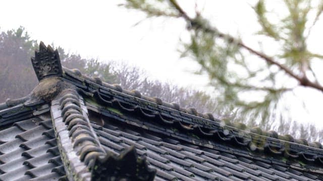 Morning dew on pine branch near the roof of a traditional house, Hanok