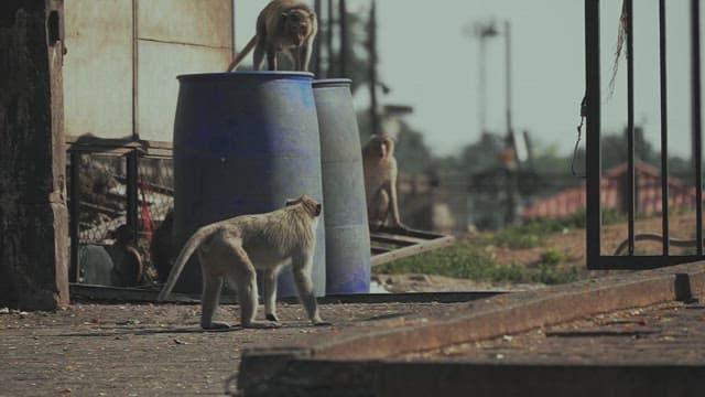 Monkeys Gathering Around a Fence