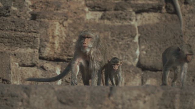 Monkeys walking on rocky terrain under the daylight