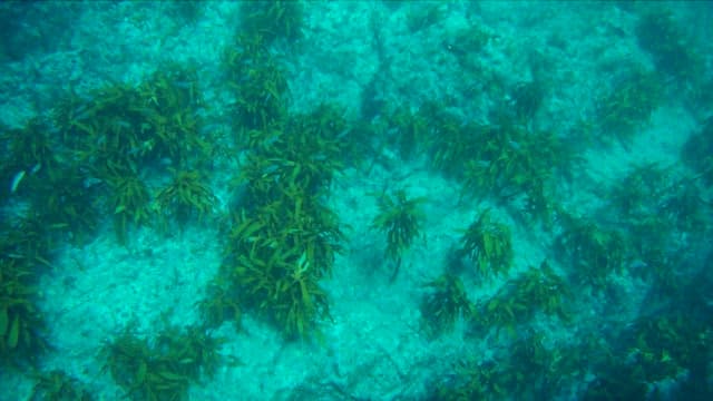 Underwater Seabed with Marine Vegetation