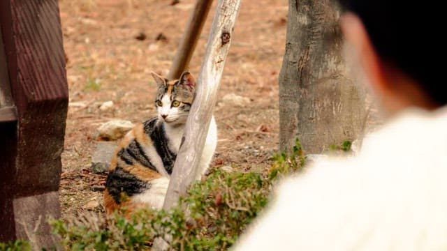 Person observing a cat sitting near a tree on a sunny day in a natural setting with tree