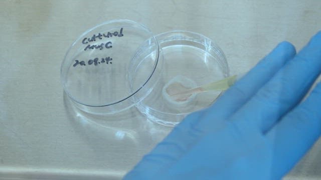 Dropping liquid onto a petri dish in a laboratory