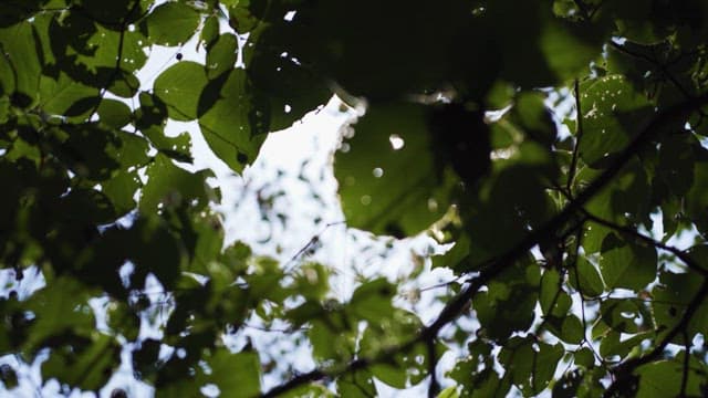 Sunlight Filtering Through the Canopy