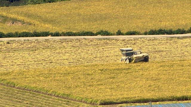 Harvesting Machine at Work in Golden Fields