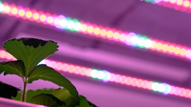 LED lights illuminating plant leaves
