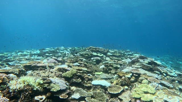 Vibrant coral reef teeming with fish