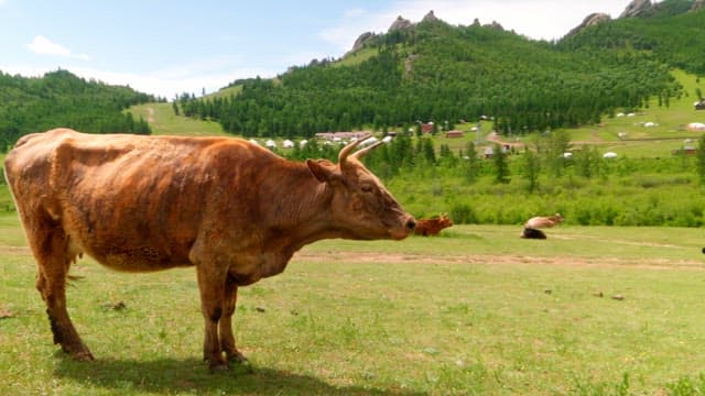 Cows resting in a lush green pasture