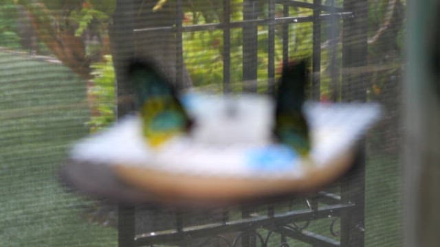 Butterflies feeding on a platform
