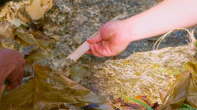 Hands preparing traditional Vanuatu food Laplap with banana leaves