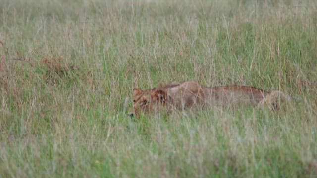 Mother Lion Caring for Her Injured Cub