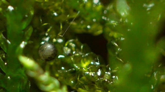 Larva wriggles from an egg lying on fresh, green moss