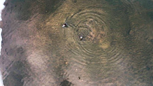 Ducks Swimming in Clear Water Creating Ripples